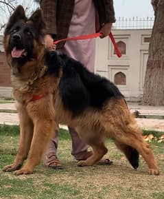 German shepherd Long coat full security guard male  10 month for sale