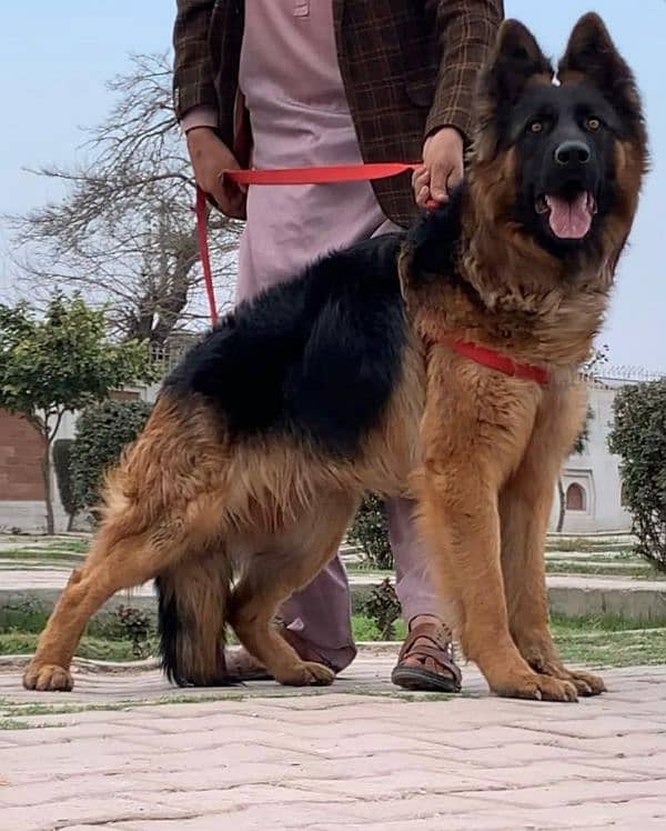 German shepherd Long coat full security guard male  10 month for sale 2