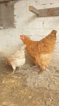 Golden Buff Hen & Sussex Rooster – Prime Poultry for Sale!