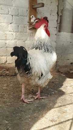 Golden Buff Hen & Sussex Rooster – Prime Poultry for Sale!