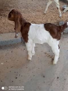 bakri ka bacha male 2 months