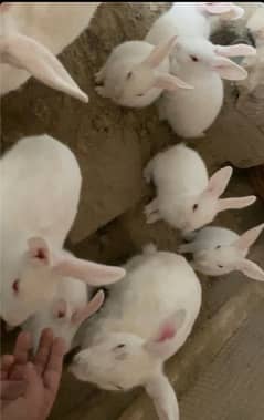 rabbit red eye baby for sale 2 month baby