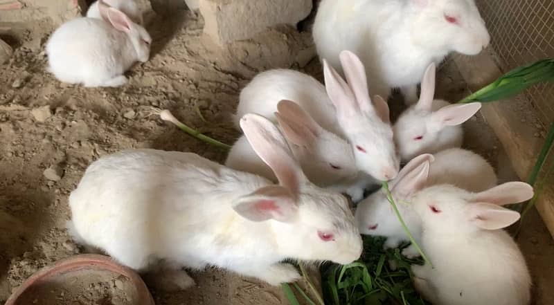 rabbit red eye baby for sale 2 month baby 1