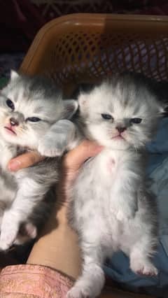 20 days old female persian kittens available for booking