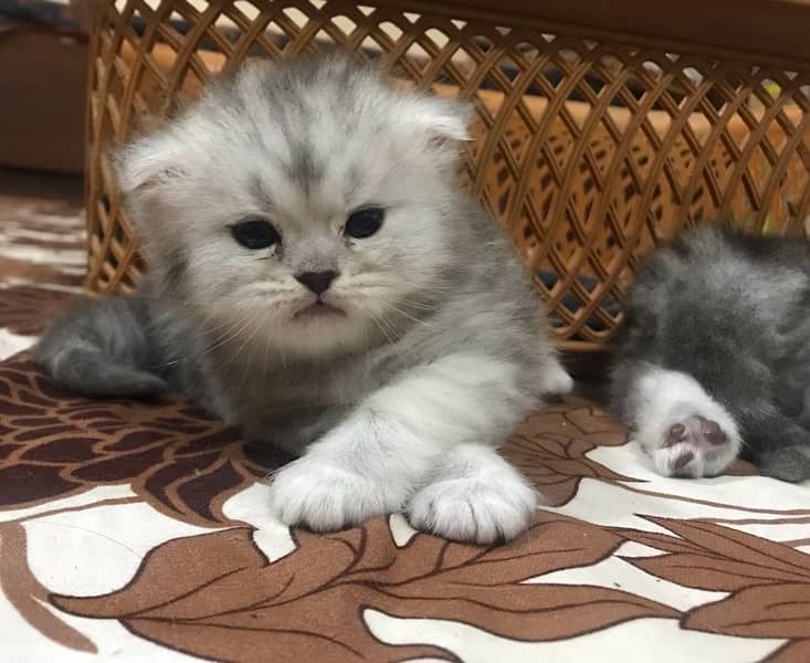 20 days old female persian kittens available for booking 1