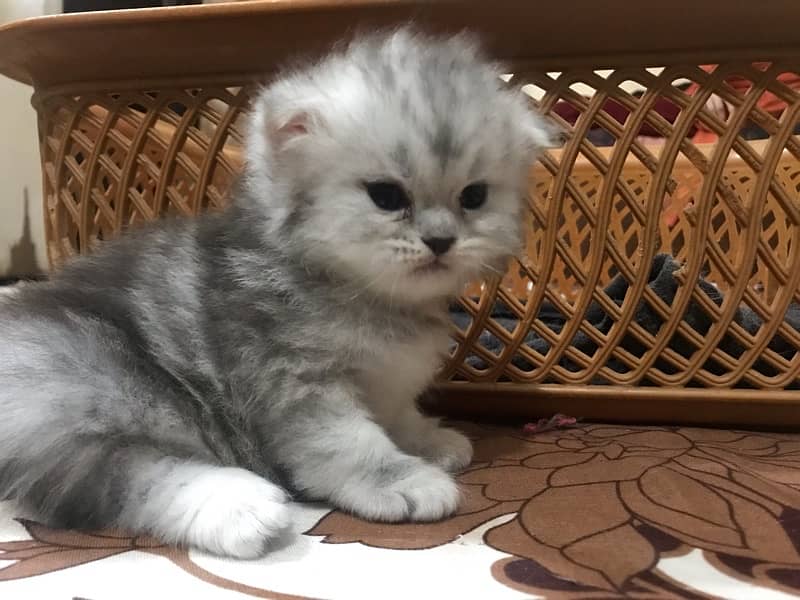 20 days old female persian kittens available for booking 2