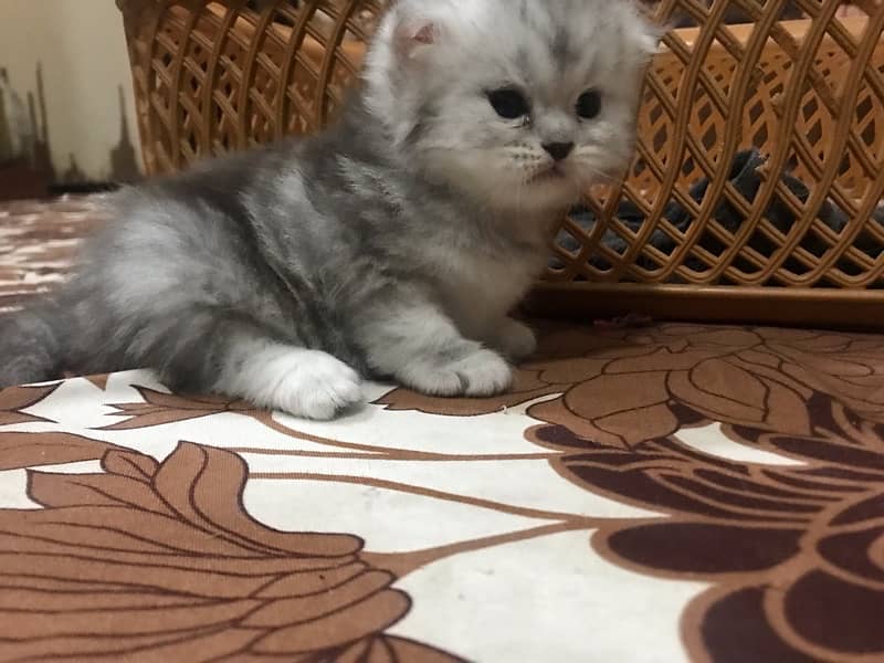 20 days old female persian kittens available for booking 3