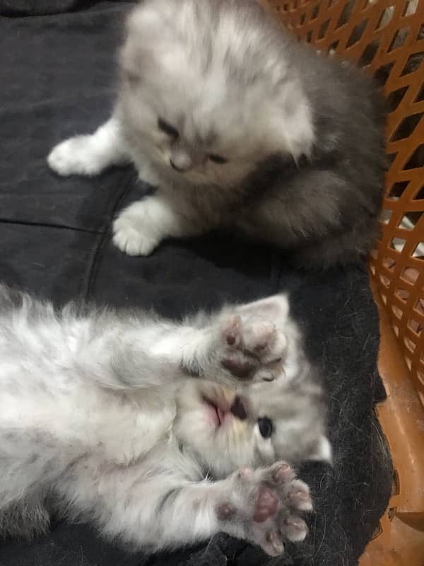 20 days old female persian kittens available for booking 4