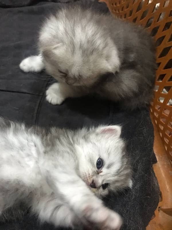 20 days old female persian kittens available for booking 5