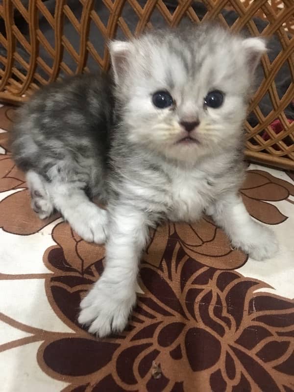 20 days old female persian kittens available for booking 6