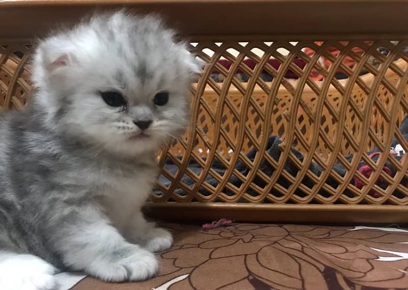 20 days old female persian kittens available for booking 7