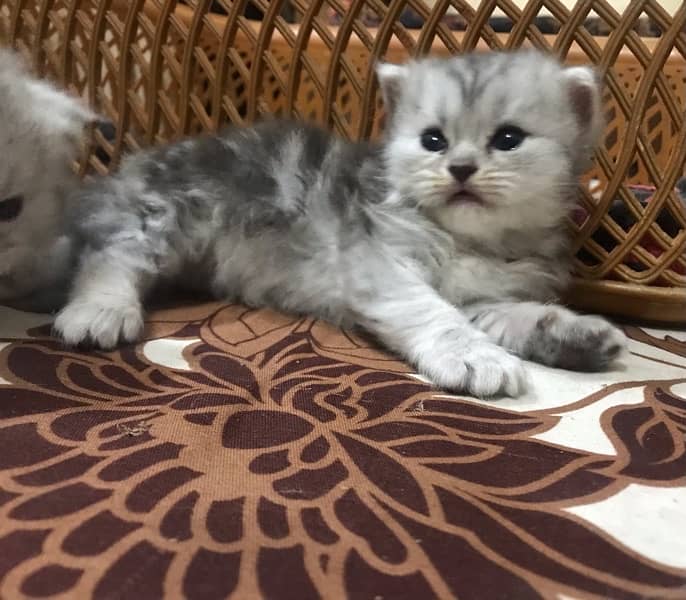 20 days old female persian kittens available for booking 8