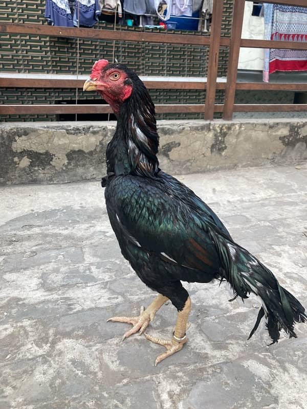 Aseel breeder Quality male available for sale 0