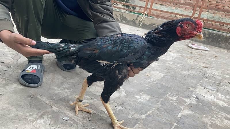 Aseel breeder Quality male available for sale 2