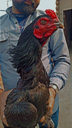 aseel Thai hens pair for sale