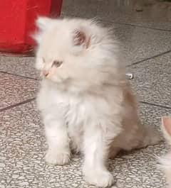 cat available for sale all color availamy Whatsapp number 03411594804