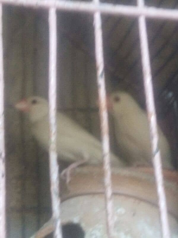 white jawa breeder pair 2