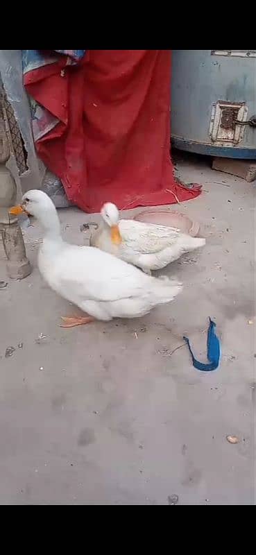 duck pair 2300 ka 0