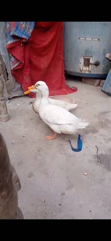 duck pair 2300 ka 1