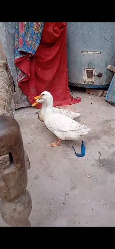 duck pair 2300 ka 2