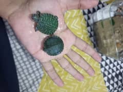 Baby Red eared slider