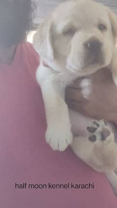 Labrador female puppy 2month old