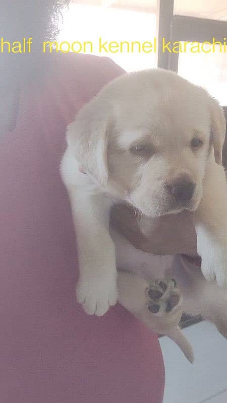 Labrador male puppy 1