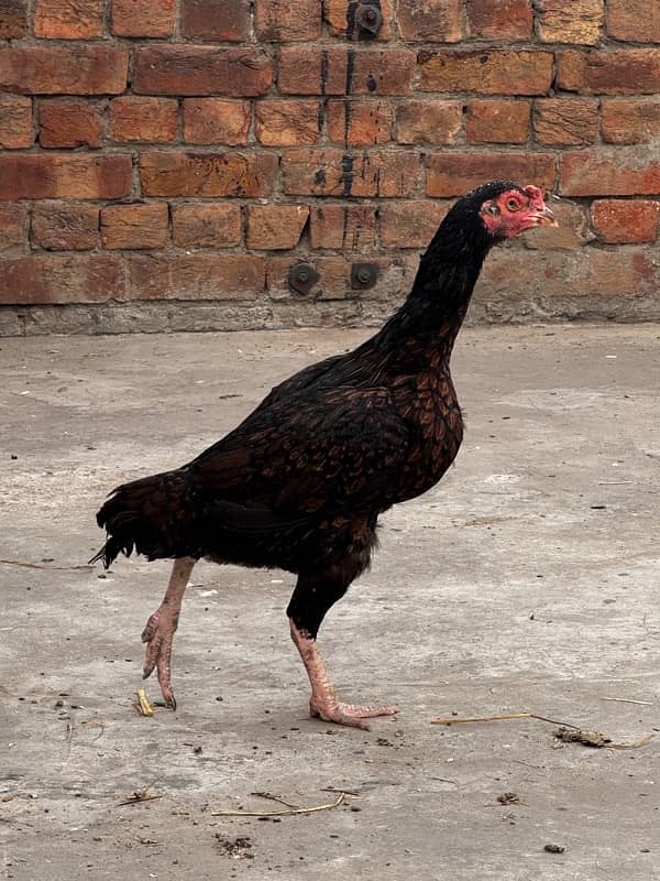 Quality heera trio breeder and aseel,desi hens and chicks for sale. 3