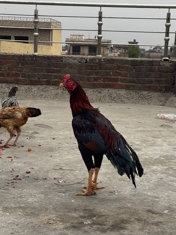 Quality heera trio breeder and aseel,desi hens and chicks for sale. 1