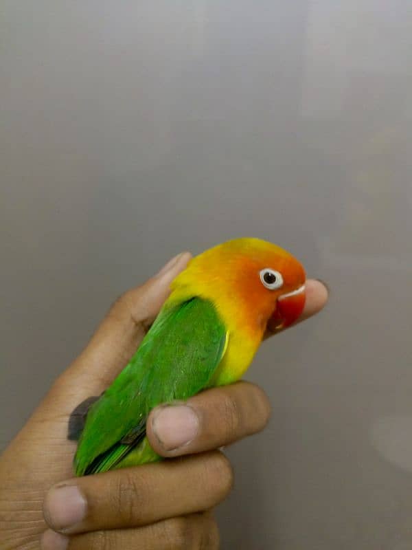 lovebird 2