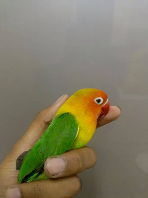 lovebird 3