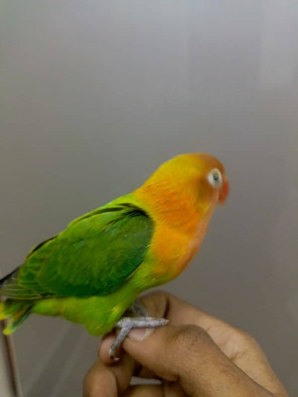 lovebird 4