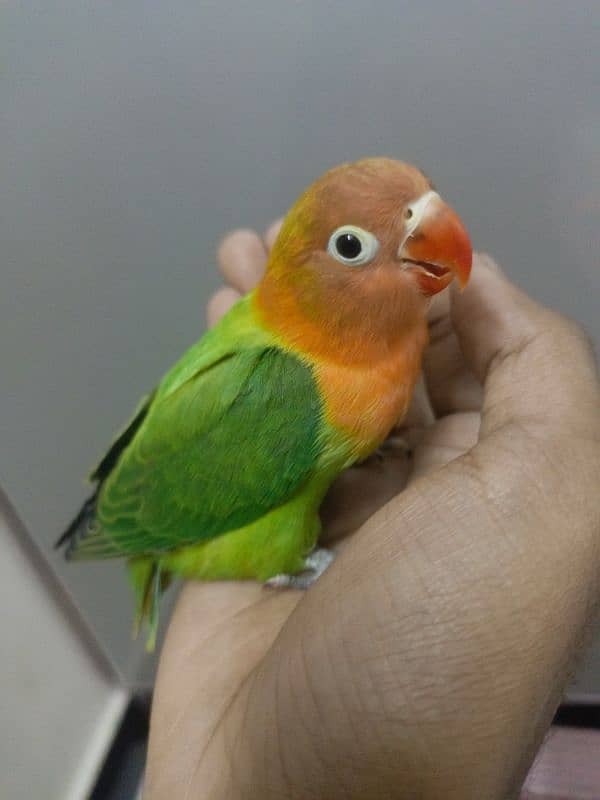 lovebird 5