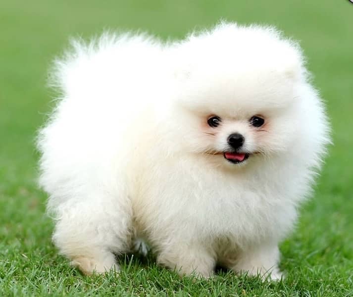 Pomeranian Female Puppy 0