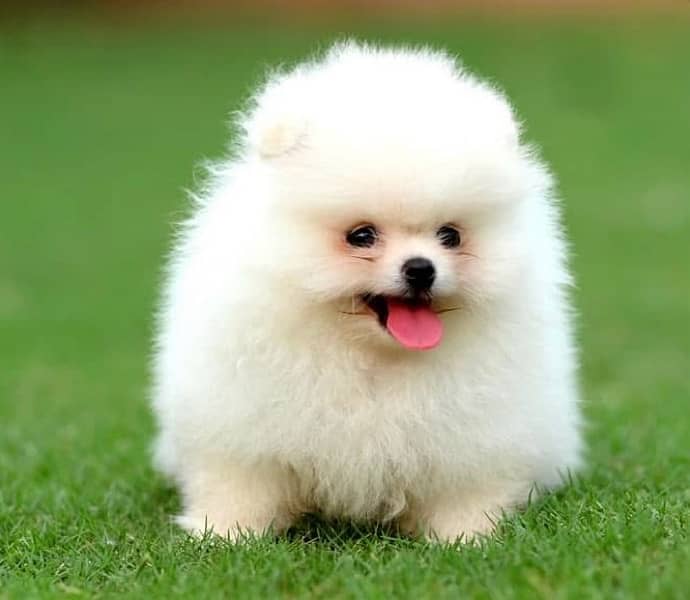 Pomeranian Female Puppy 1