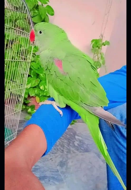 Raw parrot for sale 0