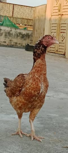 aseel mianwali hen