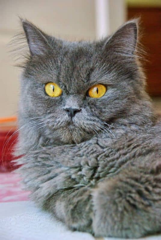 blue persian golden eyes 0