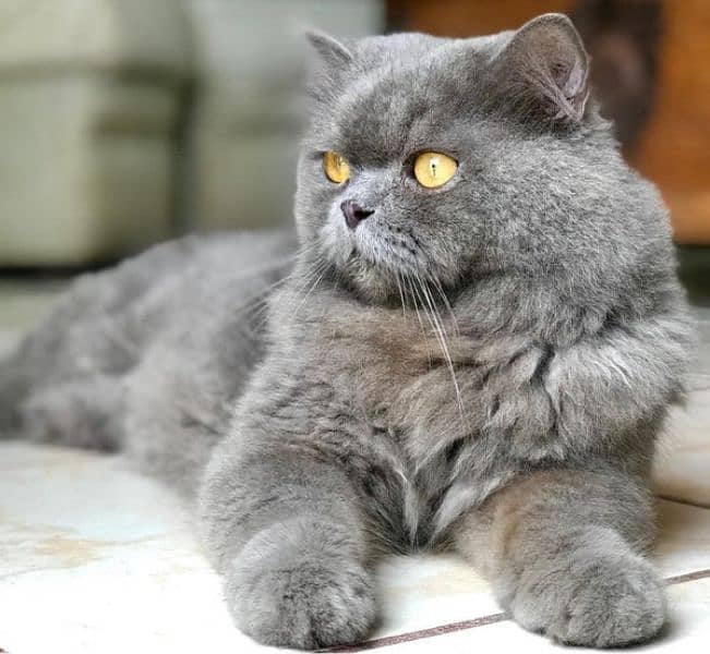 blue persian golden eyes 3