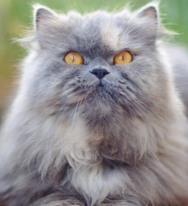 blue persian golden eyes 4