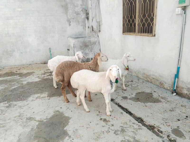 Turkey domba white pair for sale 1