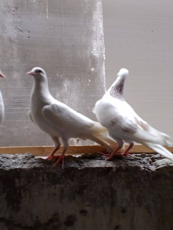 mkoy pigeon for sale phli 2 Kali Nikal le h 2