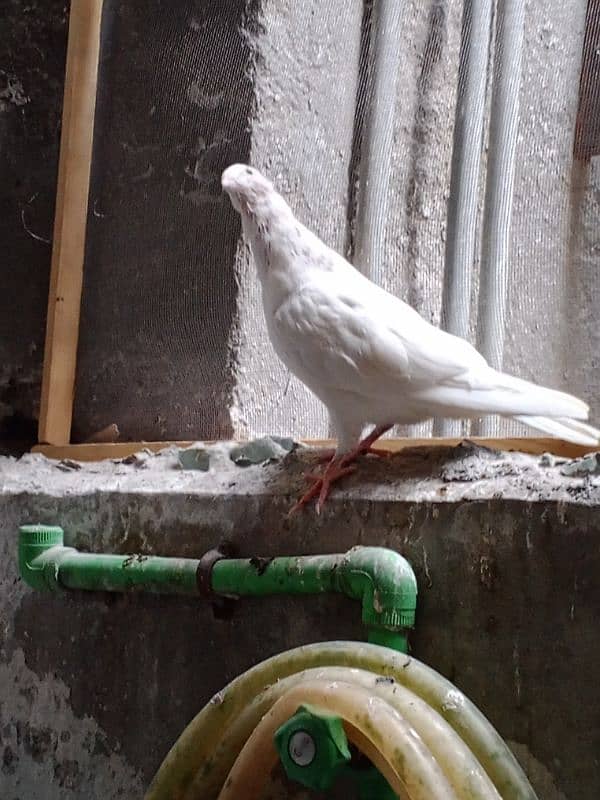 mkoy pigeon for sale phli 2 Kali Nikal le h 3