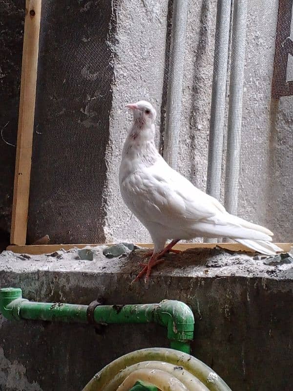 mkoy pigeon for sale phli 2 Kali Nikal le h 4