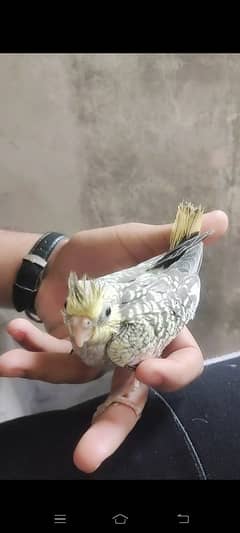 cockatiel