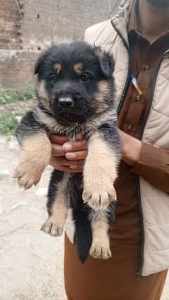 Active 1 Male puppy for Sale @ 36000