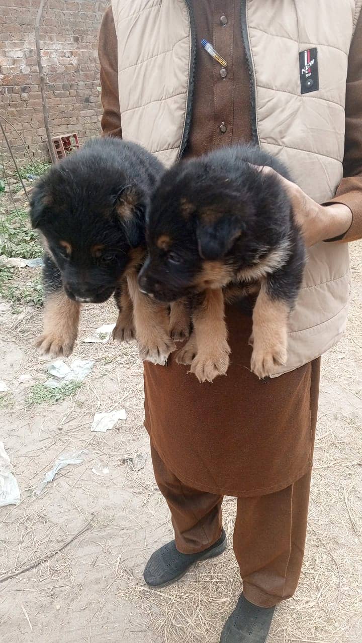 Active 2 Male puppies for Sale, each 45000 1