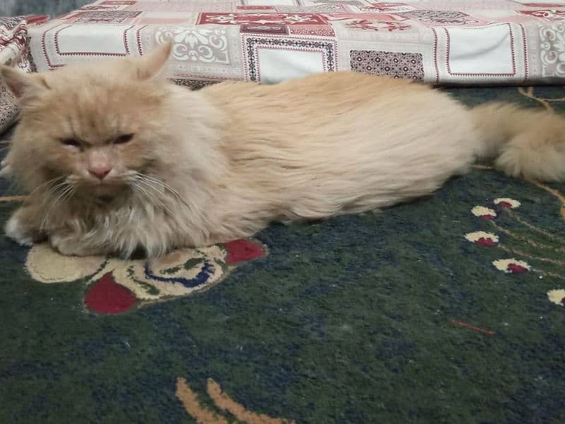 Persian Cat | Brown Cat | Cute | Golden Persian Cat | Cat For Sale 2