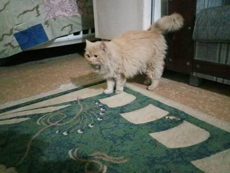 Persian Cat | Brown Cat | Cute | Golden Persian Cat | Cat For Sale 3