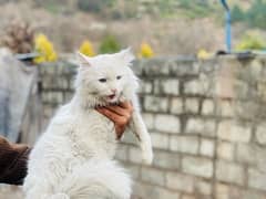 persian cat male